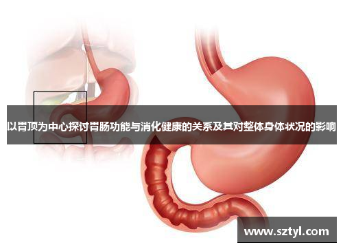 以胃顶为中心探讨胃肠功能与消化健康的关系及其对整体身体状况的影响