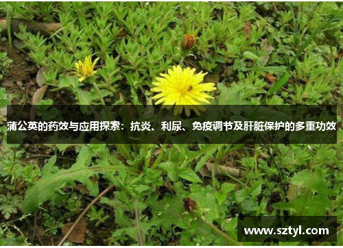 蒲公英的药效与应用探索：抗炎、利尿、免疫调节及肝脏保护的多重功效